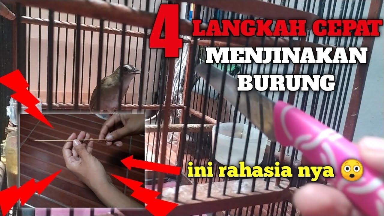 Rahasia Gacor OVO Terbaru: Trik Ampuh Agar Burung Gacor 100%