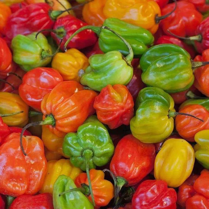 Daftar Habanero Terjitu: Pilihan Terbaik untuk Pecinta Pedas